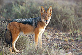 AFW 26 HP0001 01
Black-Backed Jackal Standing In Grassland Karoo National Park, South Africa