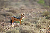 AFW 26 HP0002 01
Black-Backed Jackal Standing In Grassland Karoo National Park, South Africa
