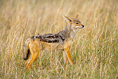 AFW 26 JZ0001 01
Silver-Backed Jackal Standing In Field Kenya