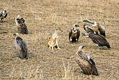 AFW 26 MC0001 01
Black-Backed Jackal Guarding Kill From Vultures Kenya