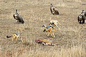 AFW 26 MC0002 01
Black-Backed Jackals Chasing Vultures Away From Kill Kenya