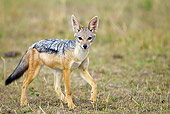 AFW 26 MC0003 01
Black-Backed Jackal Walking In Grassland Kenya