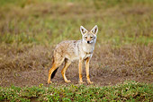 AFW 26 MC0004 01
Golden Jackal Standing In Grassland Tanzania