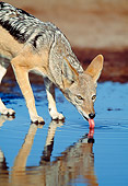 AFW 26 MH0001 01
Portrait Of Black-Backed Jackal Drinking From Watering Hole