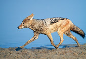 AFW 26 MH0002 01
Muddy Black-Backed Jackal Walking Along Water Namibia
