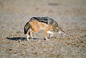 AFW 26 MH0003 01
Black-Backed Jackal Walking Through Mud Namibia