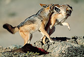AFW 26 MH0004 01
Two Black-Backed Jackals Fighting Over Kill Namibia