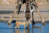 AFW 26 MH0005 01
Black-Backed Jackal Walking Through Water With Giraffe In Background Namibia