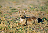 AFW 26 MH0006 01
Side-Striped Jackal Resting On Savanna Botswana