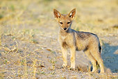 AFW 26 WF0001 01
Black-Backed Jackal Puppy Standing At Entrance Of Burrow