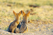 AFW 26 WF0002 01
Back View Of Two Black-Backed Jackal Puppies Sitting At Entrance Of Burrow