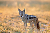 AFW 26 KH0001 01
Black-Backed Jackal Standing In Field