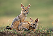 AFW 26 RW0001 01
Two Black-Backed Jackal Pups Sitting On Grass Kenya