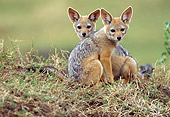 AFW 26 RW0002 01
Two Black-Backed Jackal Pups Sitting On Grass Kenya