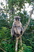 AFW 28 MH0002 01
Zanzibar Red Colobus Sitting In Tree With Baby In Jungle