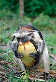 AFW 28 MH0006 01
Portrait Of Zanzibar Red Colobus Eating Fruit In Jungle