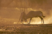 AFW 29 HP0001 01
Two Gemsboks Fighting In Sand At Dusk Kgalagadi Transfrontier Park, South Africa