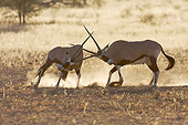 AFW 29 HP0002 01
Two Gemsboks Fighting In Sand Kgalagadi Transfrontier Park, South Africa