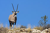 AFW 29 HP0003 01
Gemsbok Standing On Rocks Against Blue Sky Kgalagadi Transfrontier Park, South Africa