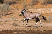 AFW 29 HP0004 01
Gemsbok Walking Through Plains Kgalagadi Transfrontier Park, South Africa