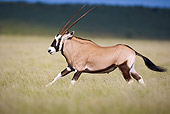 AFW 29 HP0005 01
Gemsbok Running Through Meadow Kgalagadi Transfrontier Park, South Africa
