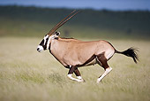 AFW 29 HP0006 01
Gemsbok Running Through Meadow Kgalagadi Transfrontier Park, South Africa