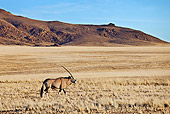 AFW 29 MH0001 01
Gemsbok Walking On Savanna Namibia
