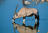 AFW 29 MH0002 01
Gemsbok Standing In Shallow Water Drinking
