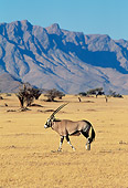 AFW 29 MH0003 01
Portrait Of Gemsbok Walking On Plains