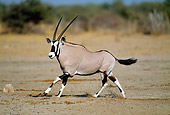 AFW 29 MH0004 01
Portrait Of Gemsbok Running On Plains