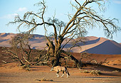 AFW 29 MH0005 01
Gemsbok Walking By Dead Tree On Plains