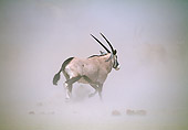 AFW 29 MH0006 01
Gemsbok Walking Through Misty Plains