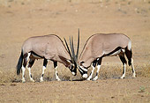 AFW 29 MH0007 01
Two Gemsboks Fighting On Plains