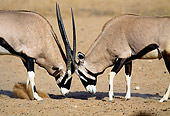 AFW 29 MH0008 01
Close-Up Of Two Gemsboks Fighting On Plains