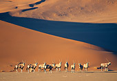 AFW 29 MH0009 01
Herd Of Gemsboks Standing On Plains