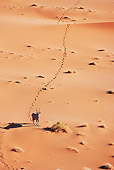 AFW 29 MH0010 01
Overhead View Of Gemsbok Walking Through Namib Desert
