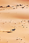 AFW 29 MH0011 01
Overhead View Of Gemsbok Running Through Namib Desert