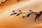 AFW 29 MH0012 01
Overhead View Of Three Gemsbok Running Through Namib Desert