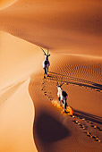 AFW 29 MH0013 01
Overhead View Of Two Gemsbok Running Through Namib Desert