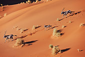 AFW 29 MH0014 01
Overhead View Of Three Gemsbok Running Through Namib Desert