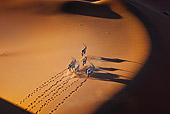 AFW 29 MH0015 01
Overhead View Of Seven Gemsbok Walking Through Namib Desert