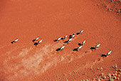 AFW 29 MH0016 01
Overhead View Of Herd Of Gemsbok Running Through Namib Desert