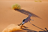 AFW 29 MH0017 01
Overhead View Of Gemsbok Running Through Namib Desert