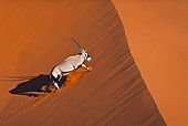 AFW 29 MH0018 01
Gemsbok Running Up Slope In Namib Desert