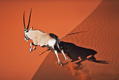 AFW 29 MH0019 01
Gemsbok Running Up Slope In Namib Desert