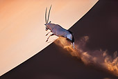 AFW 29 MH0020 01
Gemsbok Running Up Slope In Namib Desert