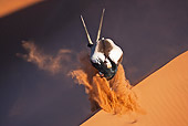 AFW 29 MH0021 01
Back View Of Gemsbok Running Up Slope In Namib Desert