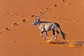 AFW 29 MH0022 01
Gemsbok Running Through Namib Desert