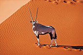 AFW 29 MH0023 01
Gemsbok Standing On Sand Namib Desert