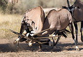 AFW 29 WF0001 01
Gemsbok Bulls Sparring On Plains South Africa